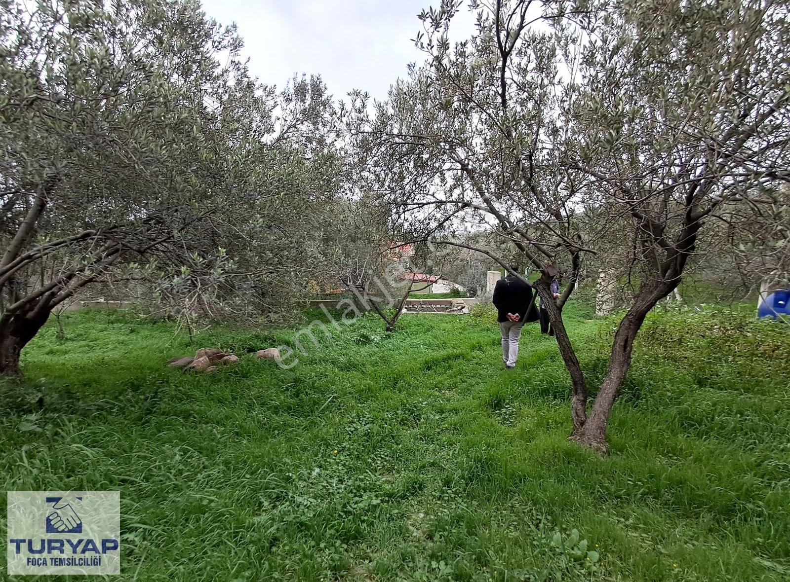 Foça'da İçinde 3+1 Müstakil Ev + Komple Bina Olan Zeytinli Tarla - Görsel 32
