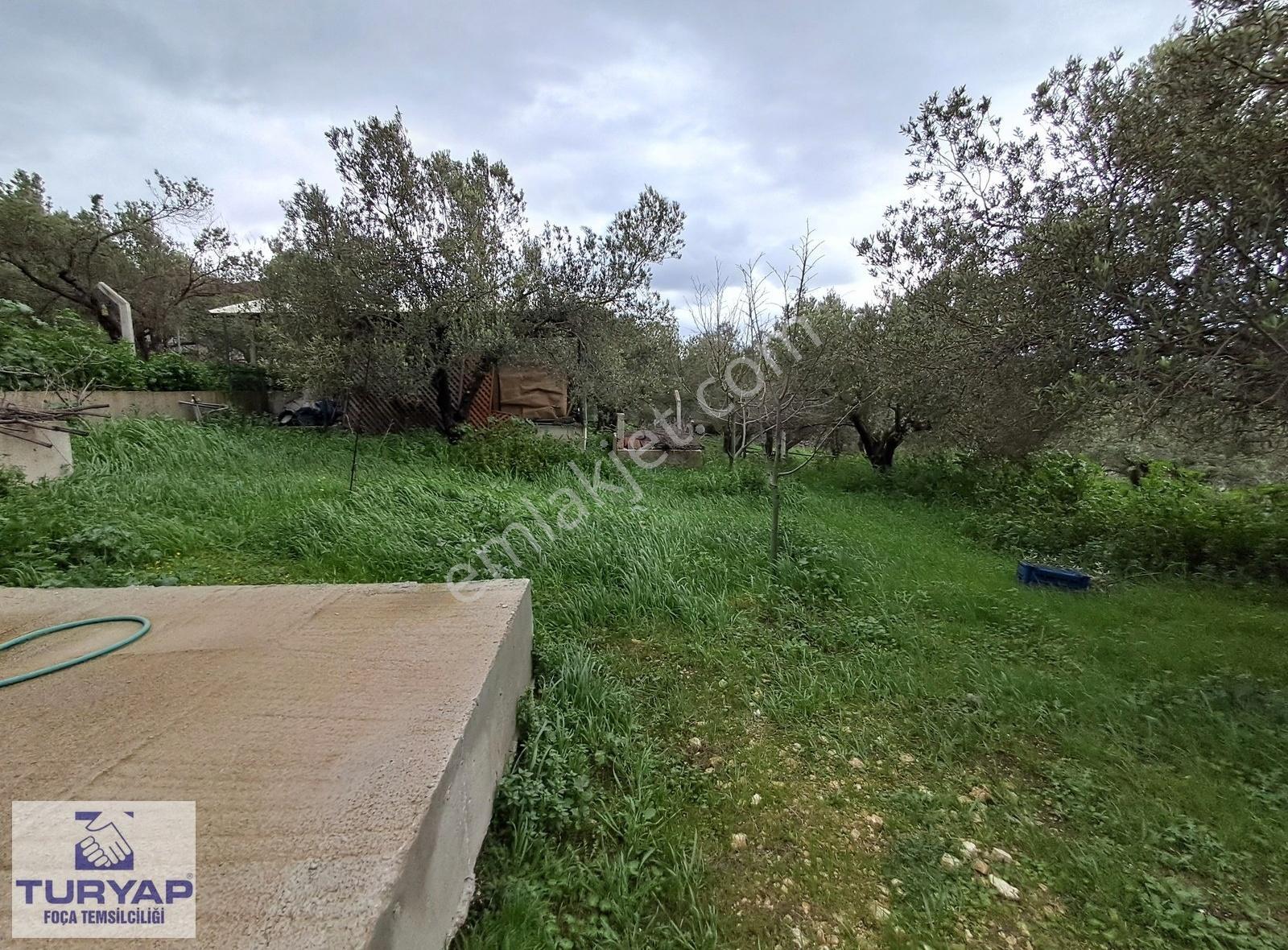 Foça'da İçinde 3+1 Müstakil Ev + Komple Bina Olan Zeytinli Tarla - Görsel 19