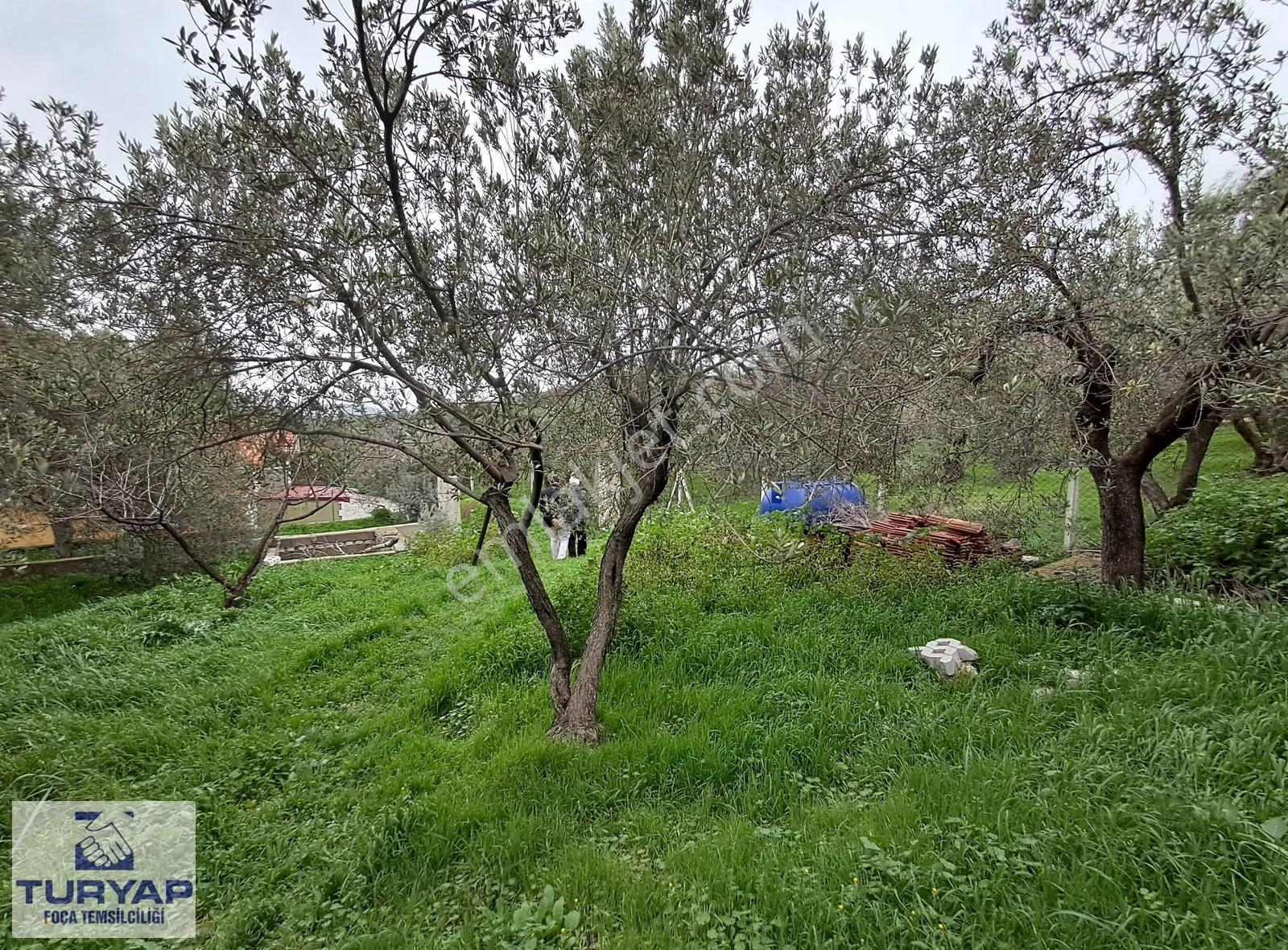 Foça'da İçinde 3+1 Müstakil Ev + Komple Bina Olan Zeytinli Tarla - Görsel 22