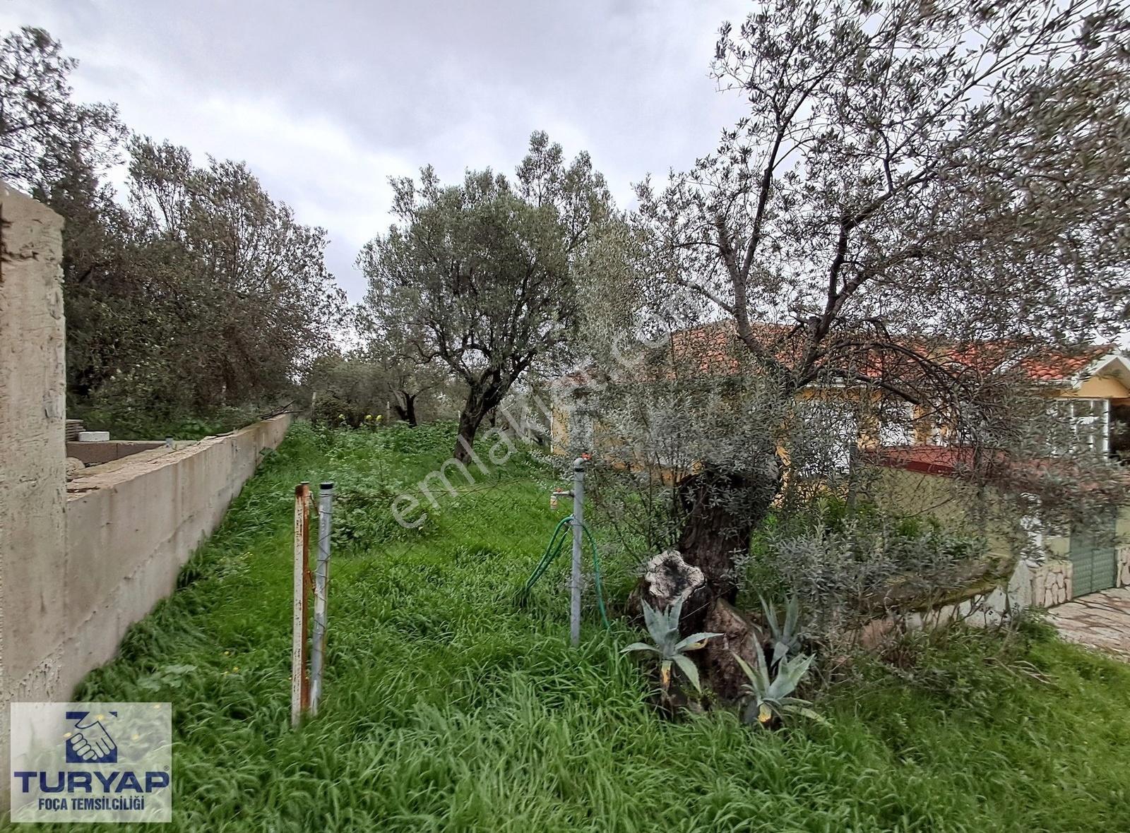 Foça'da İçinde 3+1 Müstakil Ev + Komple Bina Olan Zeytinli Tarla - Görsel 8