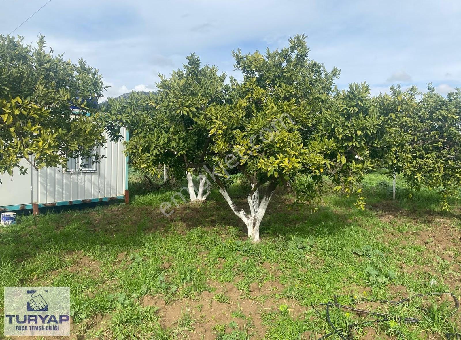 Gümüldür Merkez'de Konteyner Evi Olan Mandalina Bahçesi
