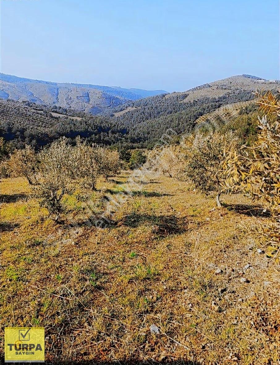 Manisa Akhisar Kabaağaçkıran'da 350 Zeytin Ağaçlı 12 Dönüm Tarla - Görsel 11