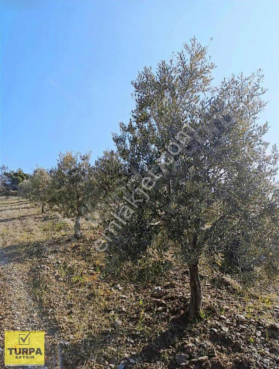 Manisa Akhisar Kabaağaçkıran'da 350 Zeytin Ağaçlı 12 Dönüm Tarla - Görsel 16