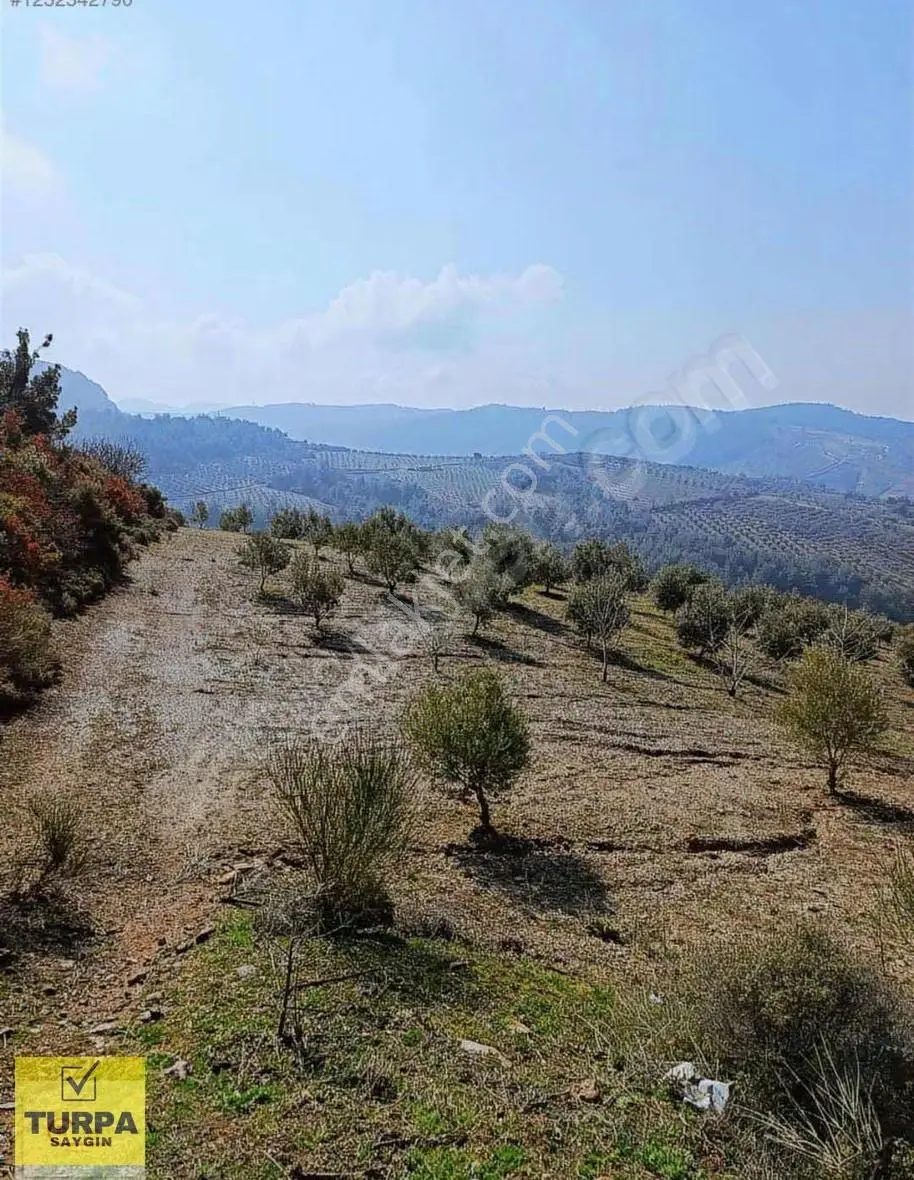 Manisa Akhisar Kabaağaçkıran'da 350 Zeytin Ağaçlı 12 Dönüm Tarla - Görsel 5