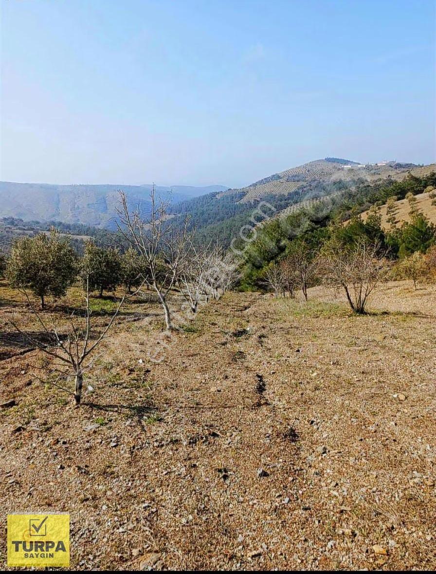 Manisa Akhisar Kabaağaçkıran'da 350 Zeytin Ağaçlı 12 Dönüm Tarla - Görsel 12