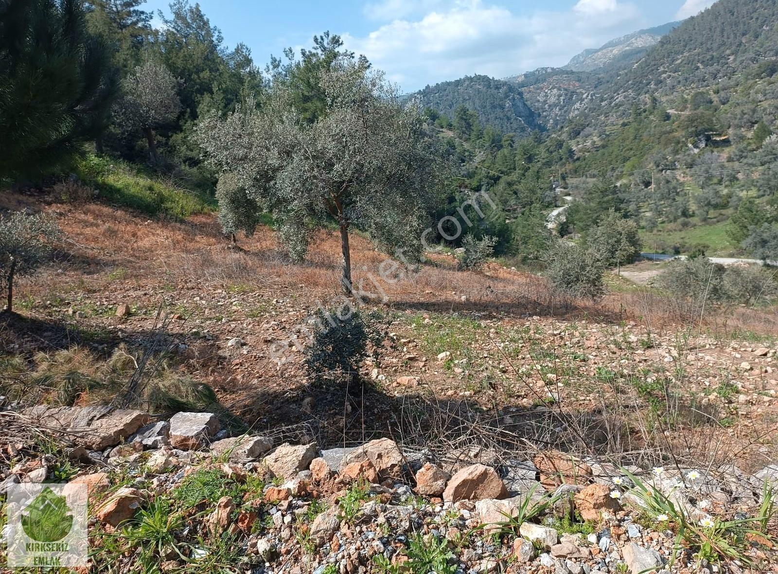 Muğla Menteşe Zeytinköyde 2.954 M² Satılık Tarla... - Görsel 19