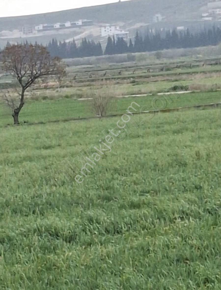 Foça Gerenköyde 9767 M2 Tek Tapu Arazim Satılıktır - Görsel 24