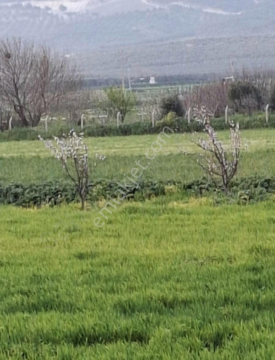 Foça Gerenköyde 9767 M2 Tek Tapu Arazim Satılıktır - Görsel 5