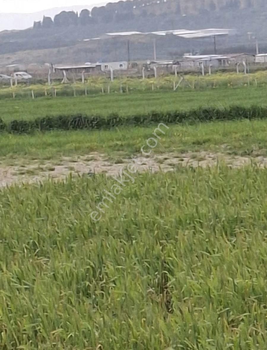 Foça Gerenköyde 9767 M2 Tek Tapu Arazim Satılıktır - Görsel 22