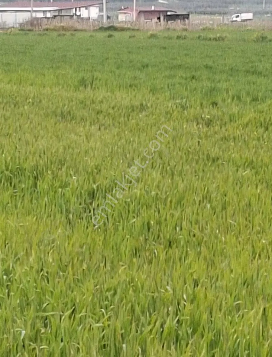 Foça Gerenköyde 9767 M2 Tek Tapu Arazim Satılıktır - Görsel 34