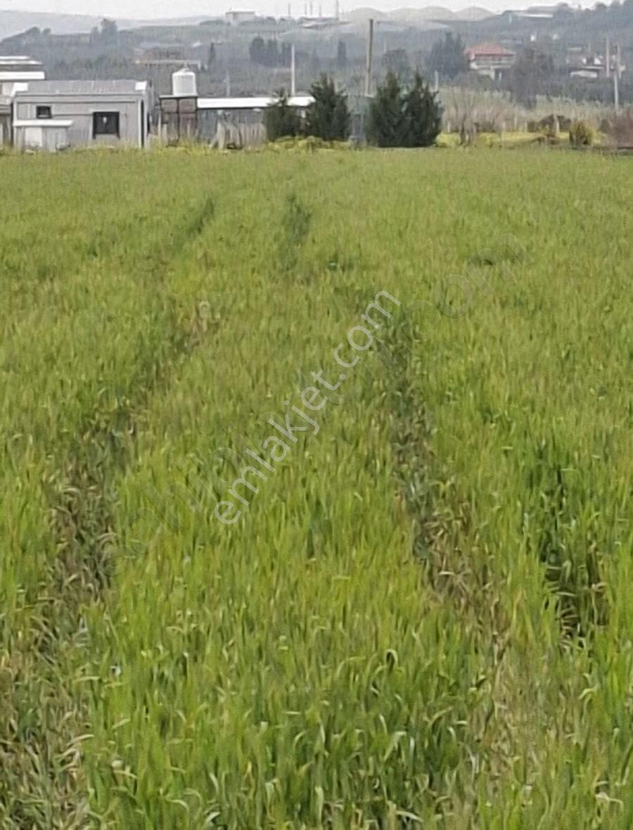 Foça Gerenköyde 9767 M2 Tek Tapu Arazim Satılıktır - Görsel 12