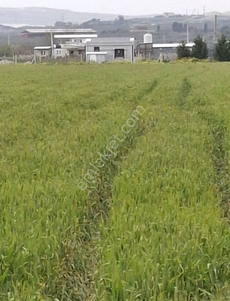 Foça Gerenköyde 9767 M2 Tek Tapu Arazim Satılıktır - Görsel 15