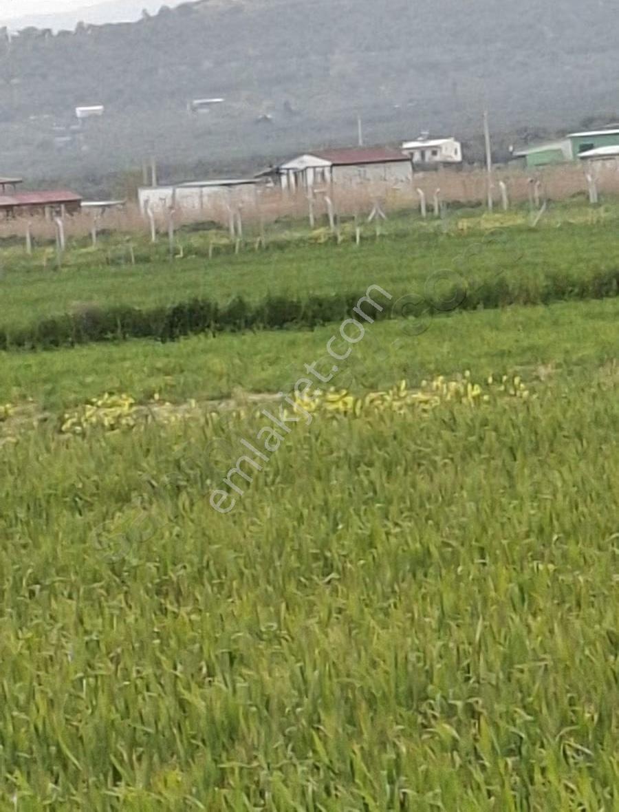 Foça Gerenköyde 9767 M2 Tek Tapu Arazim Satılıktır