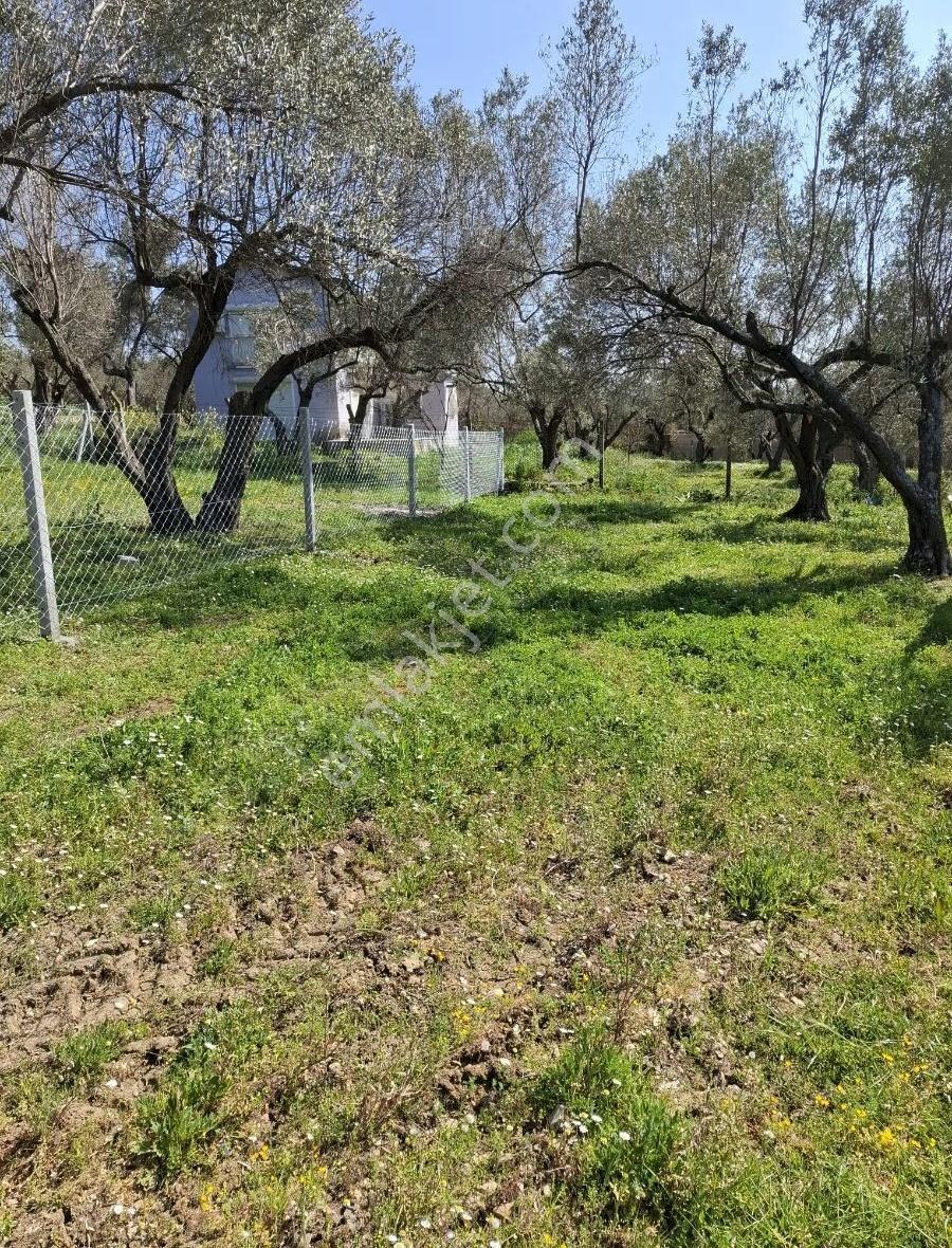 Foça Yeni Köyde 273 M2 Zeytinli Bahçe Satılık - Görsel 10