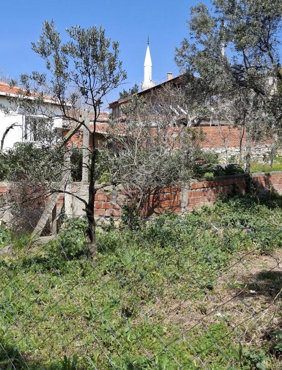 Foça Yeni Köyde 273 M2 Zeytinli Bahçe Satılık - Görsel 15