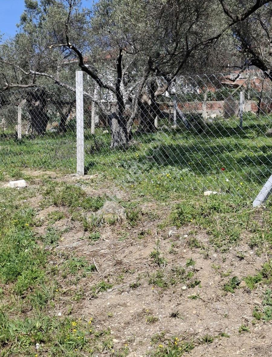 Foça Yeni Köyde 273 M2 Zeytinli Bahçe Satılık - Görsel 30