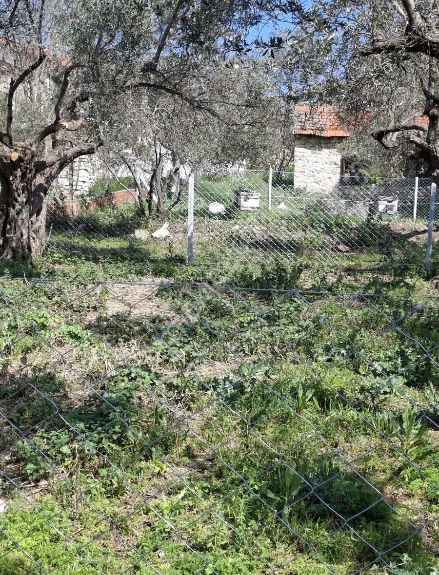 Foça Yeni Köyde 273 M2 Zeytinli Bahçe Satılık - Görsel 28