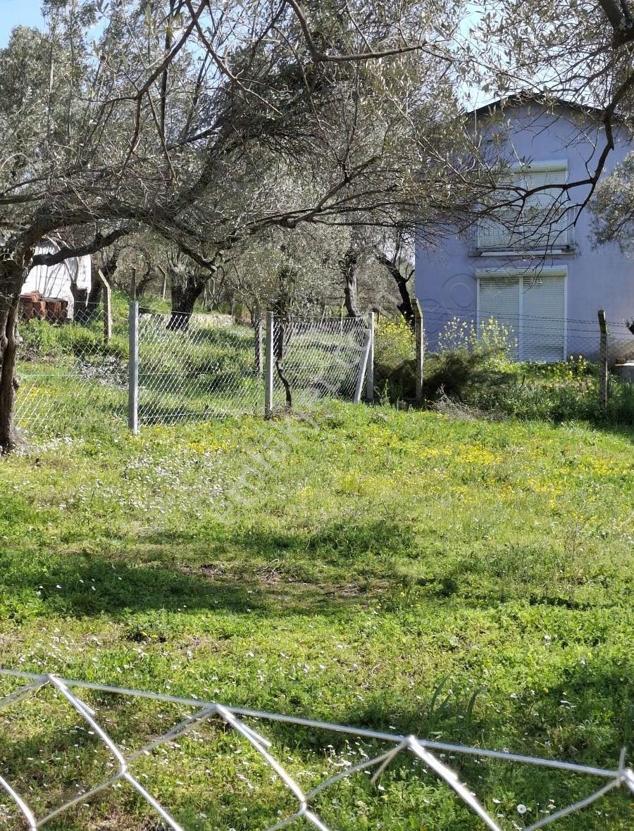 Foça Yeni Köyde 273 M2 Zeytinli Bahçe Satılık - Görsel 6