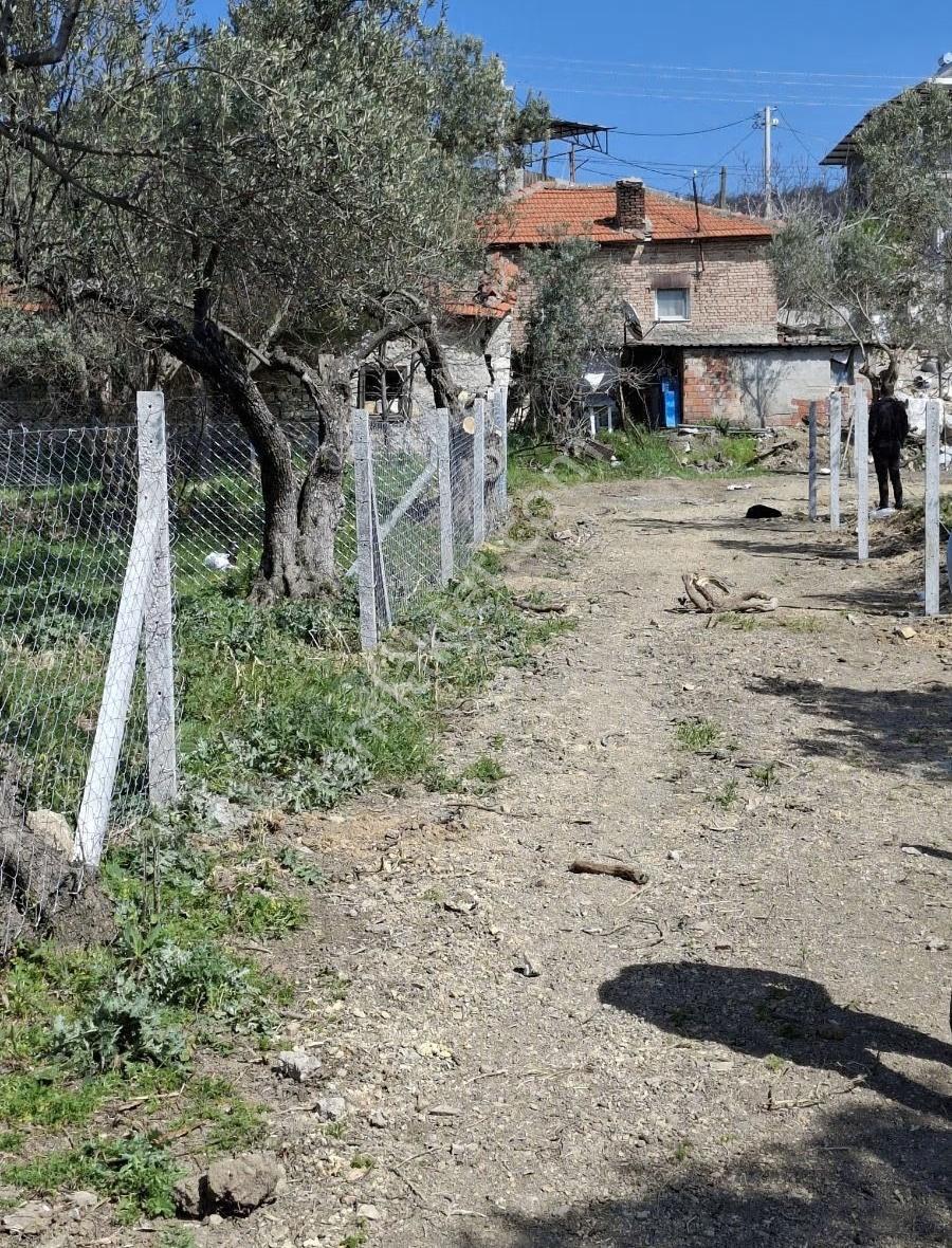 Foça Yeni Köyde 273 M2 Zeytinli Bahçe Satılık - Görsel 33