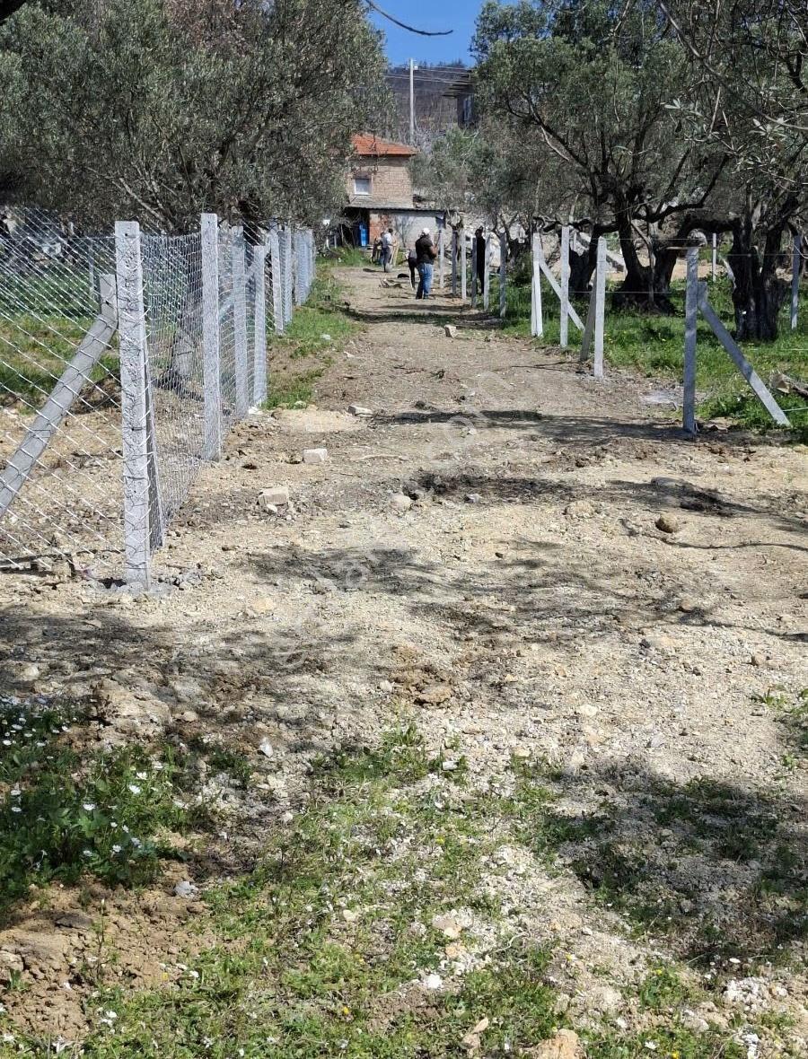 Foça Yeni Köyde 273 M2 Zeytinli Bahçe Satılık - Görsel 25