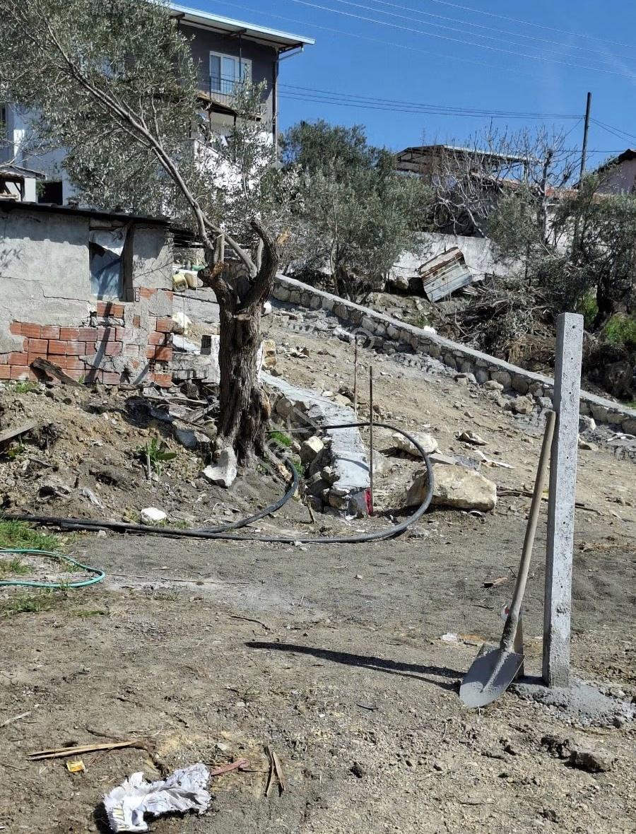 Foça Yeni Köyde 273 M2 Zeytinli Bahçe Satılık - Görsel 29
