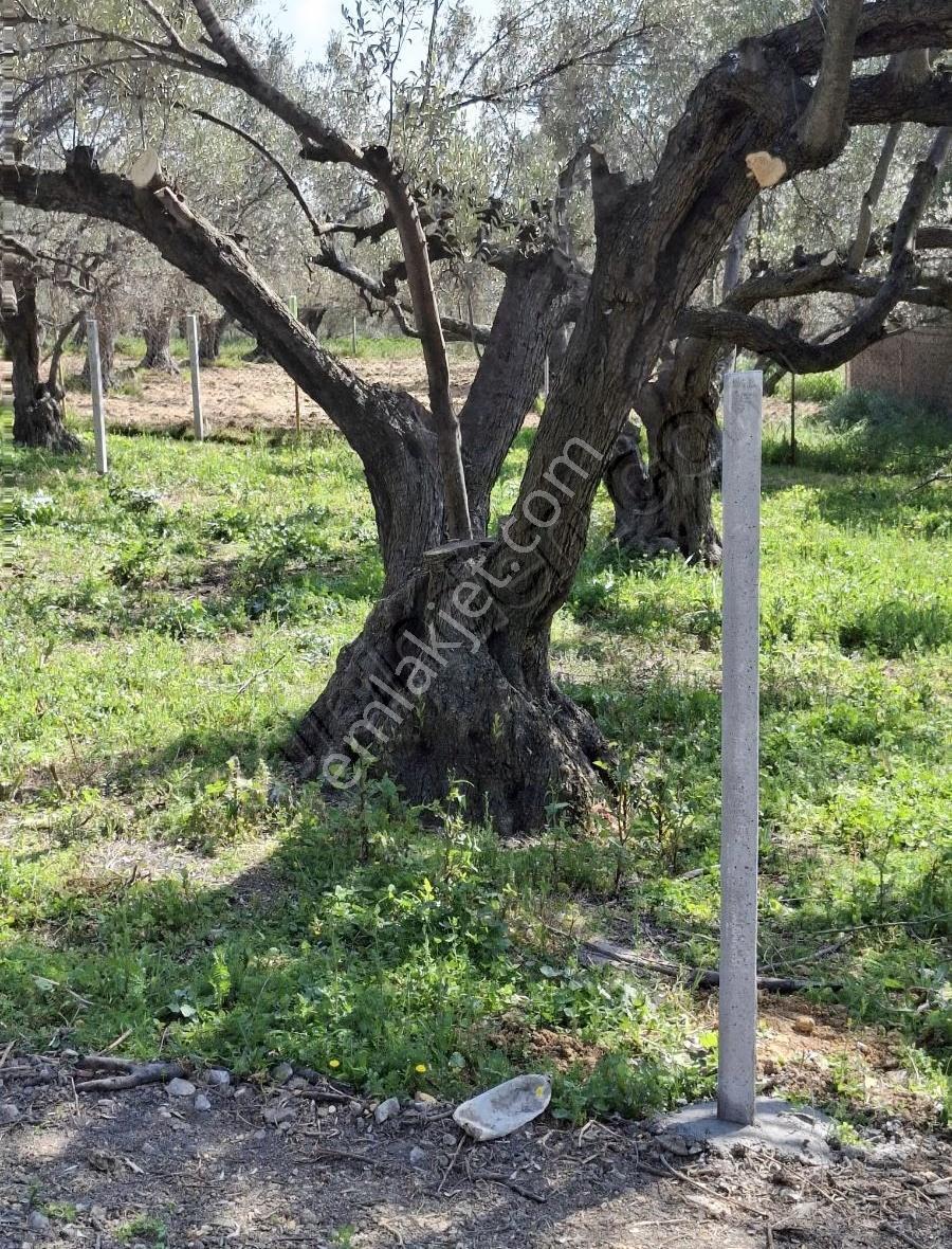 Foça Yeni Köyde 273 M2 Zeytinli Bahçe Satılık - Görsel 2