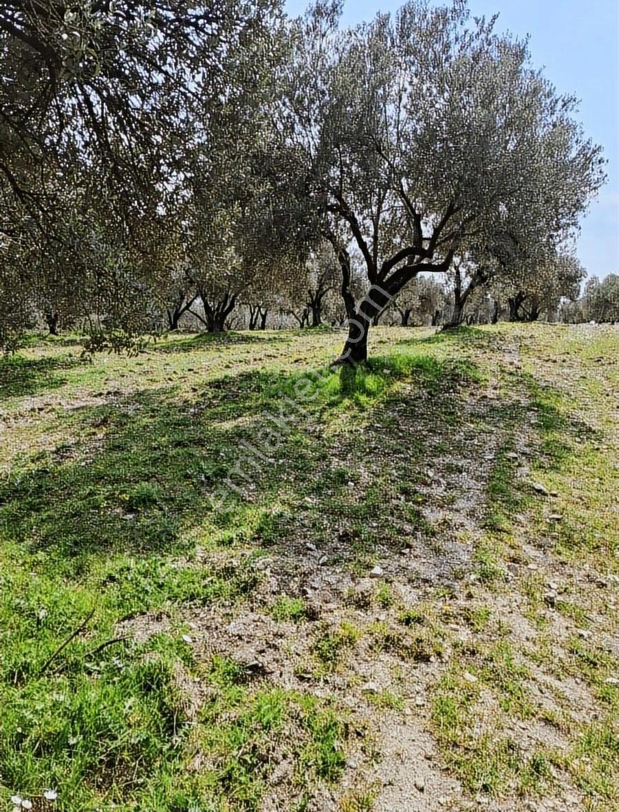 Foça Gerenköyde 2540 N2 Zeytinlik Satılık - Görsel 13