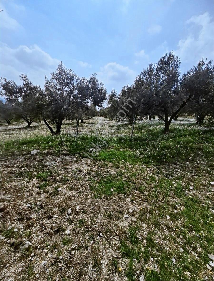 Foça Gerenköyde 2540 N2 Zeytinlik Satılık - Görsel 26