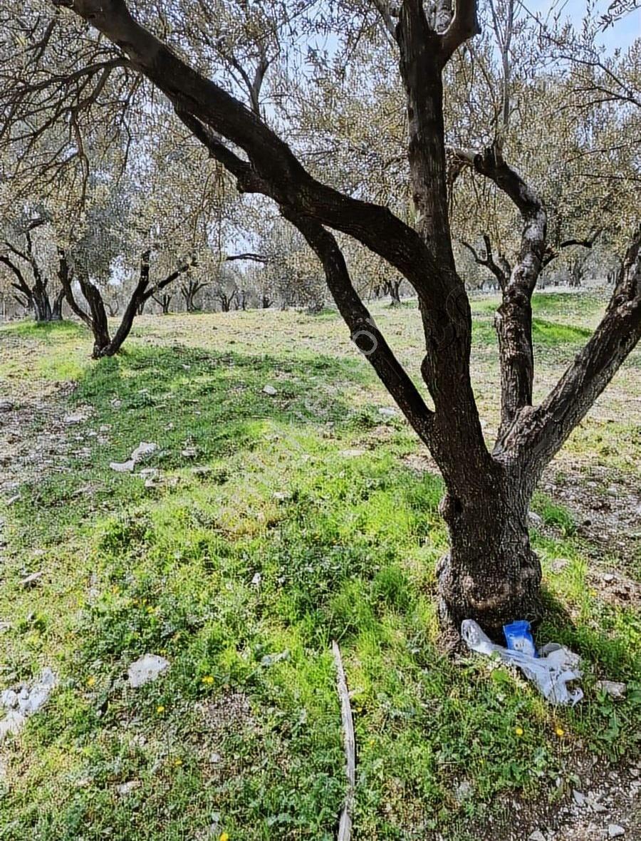 Foça Gerenköyde 2540 N2 Zeytinlik Satılık - Görsel 28