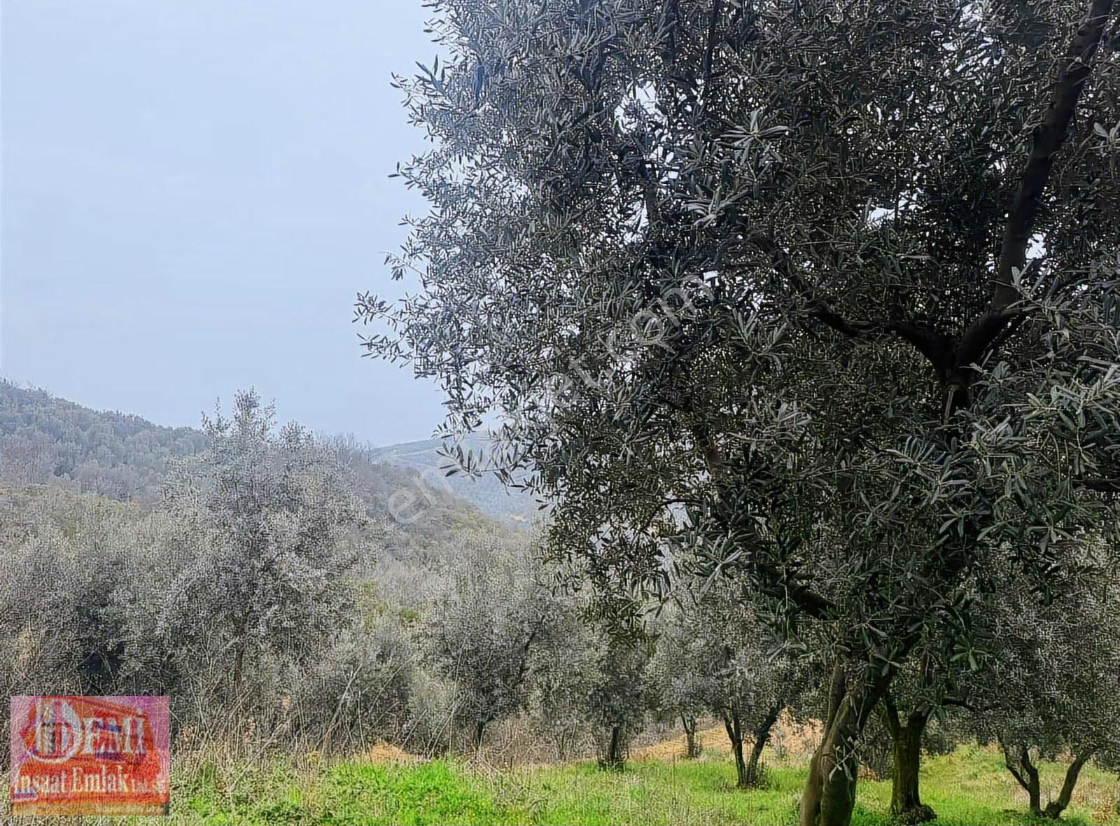 İznik Müşküle Mahallesinde 10.000 M² Zeytinlik - Görsel 19