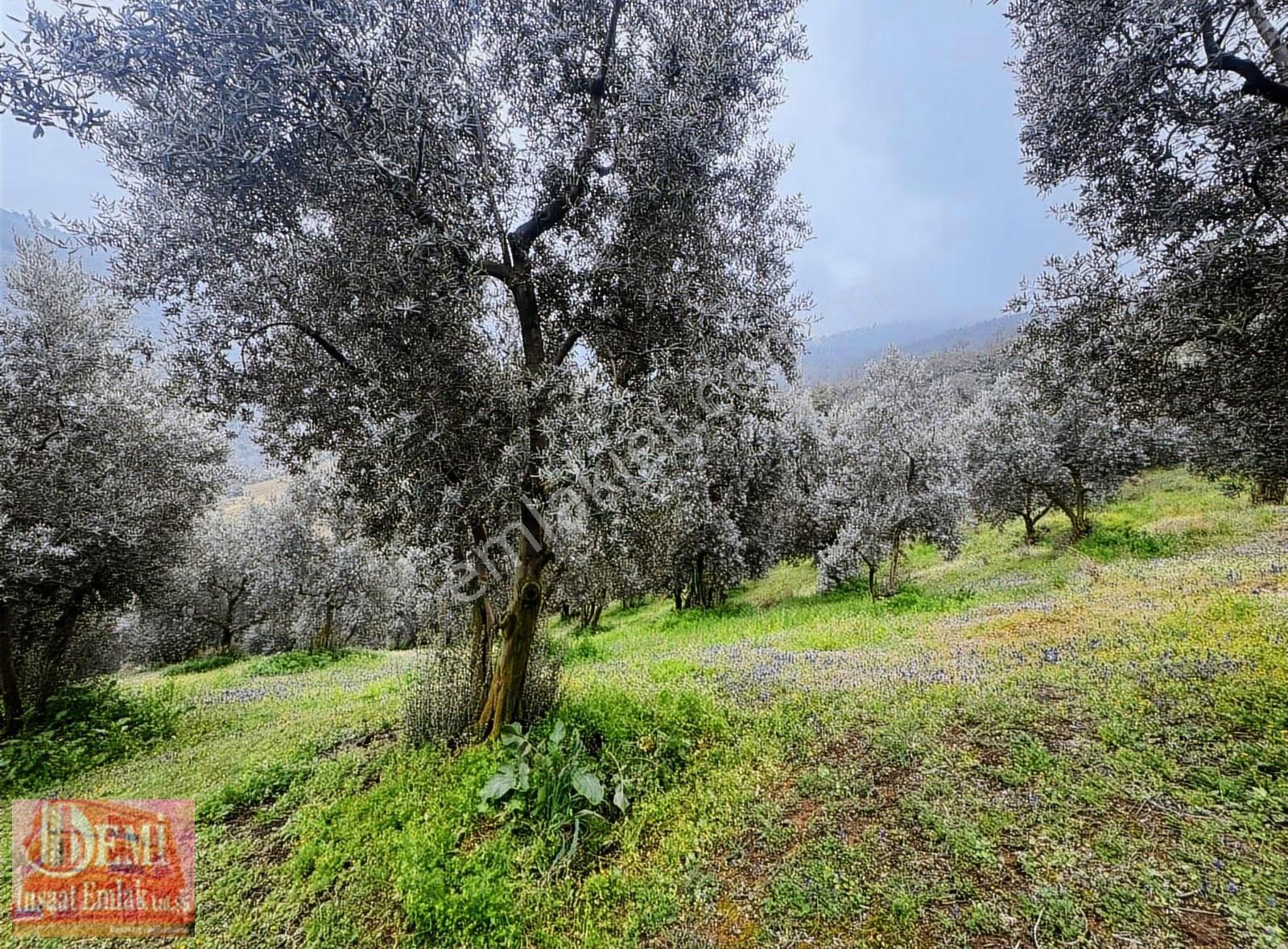 İznik Müşküle Mahallesinde 10.000 M² Zeytinlik - Görsel 33