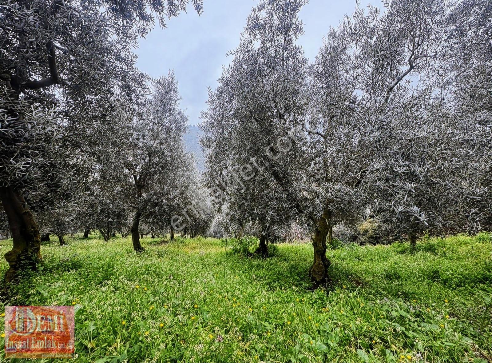 İznik Müşküle Mahallesinde 10.000 M² Zeytinlik - Görsel 8