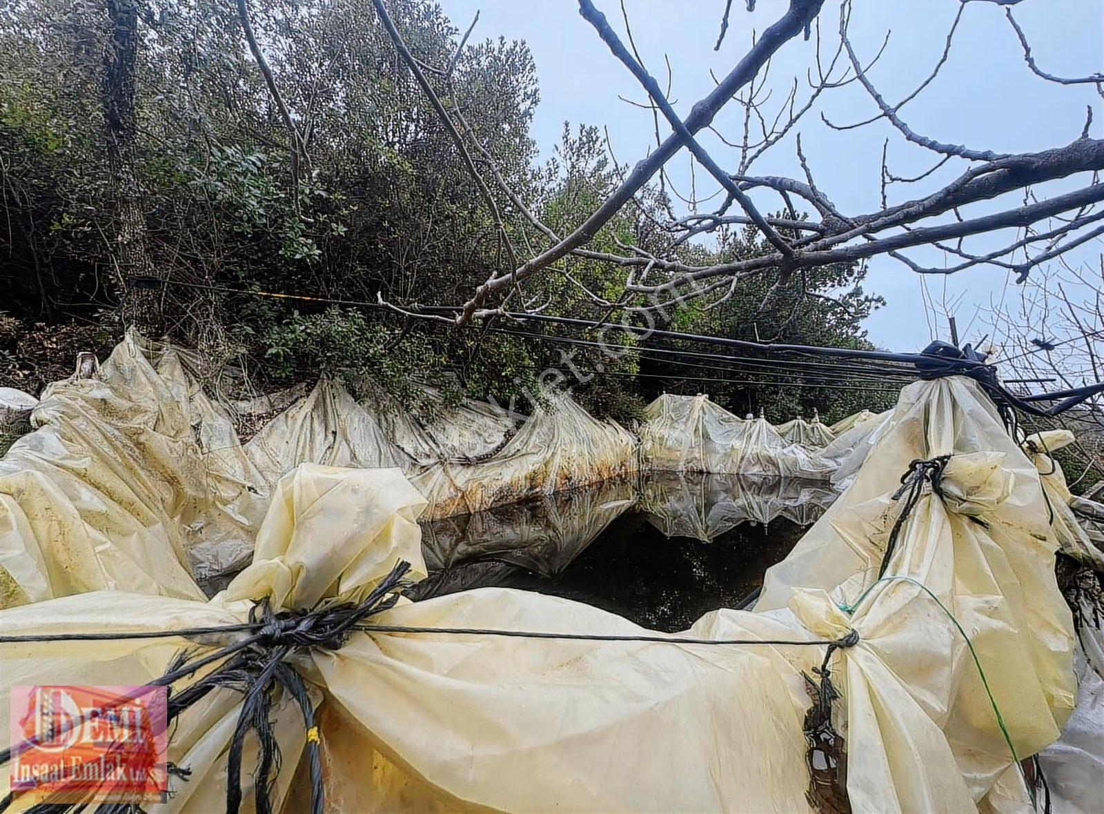 İznik Müşküle Mahallesinde 10.000 M² Zeytinlik - Görsel 32