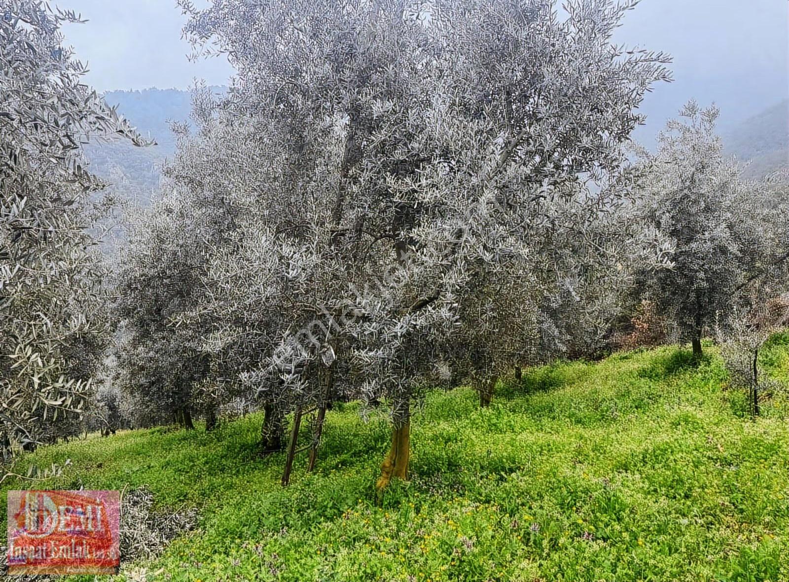 İznik Müşküle Mahallesinde 10.000 M² Zeytinlik - Görsel 28
