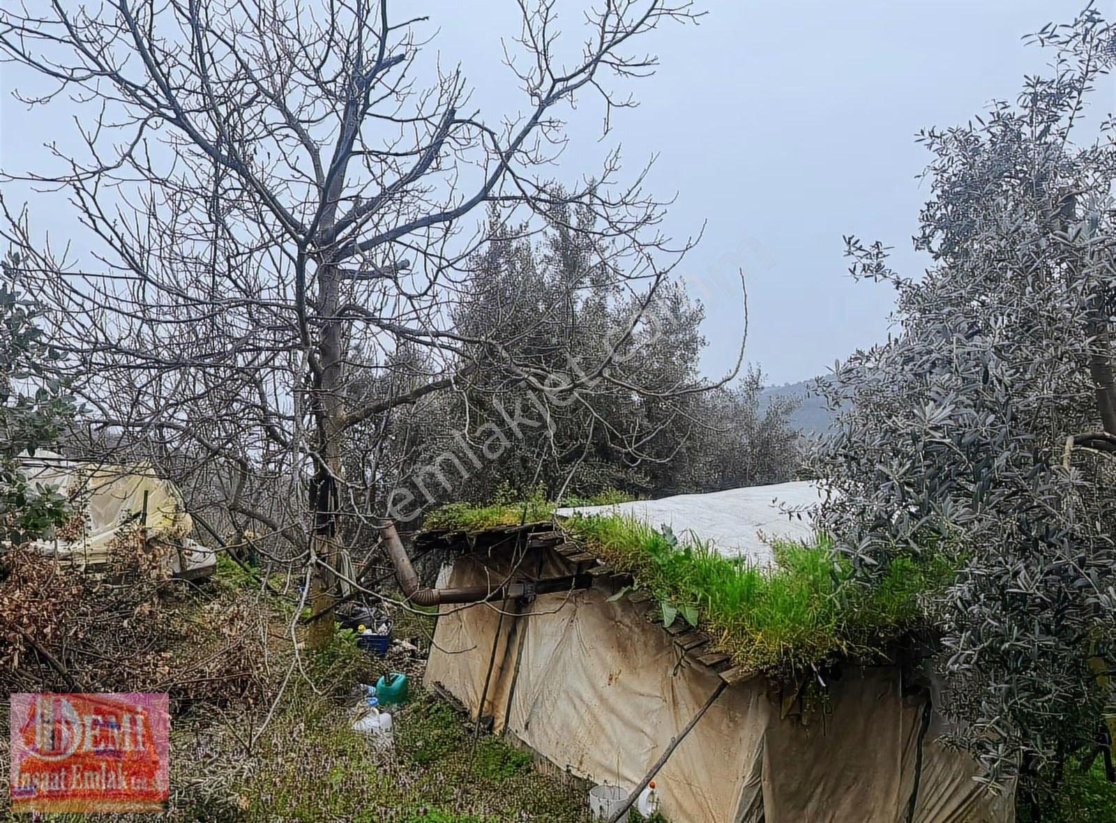 İznik Müşküle Mahallesinde 10.000 M² Zeytinlik - Görsel 12