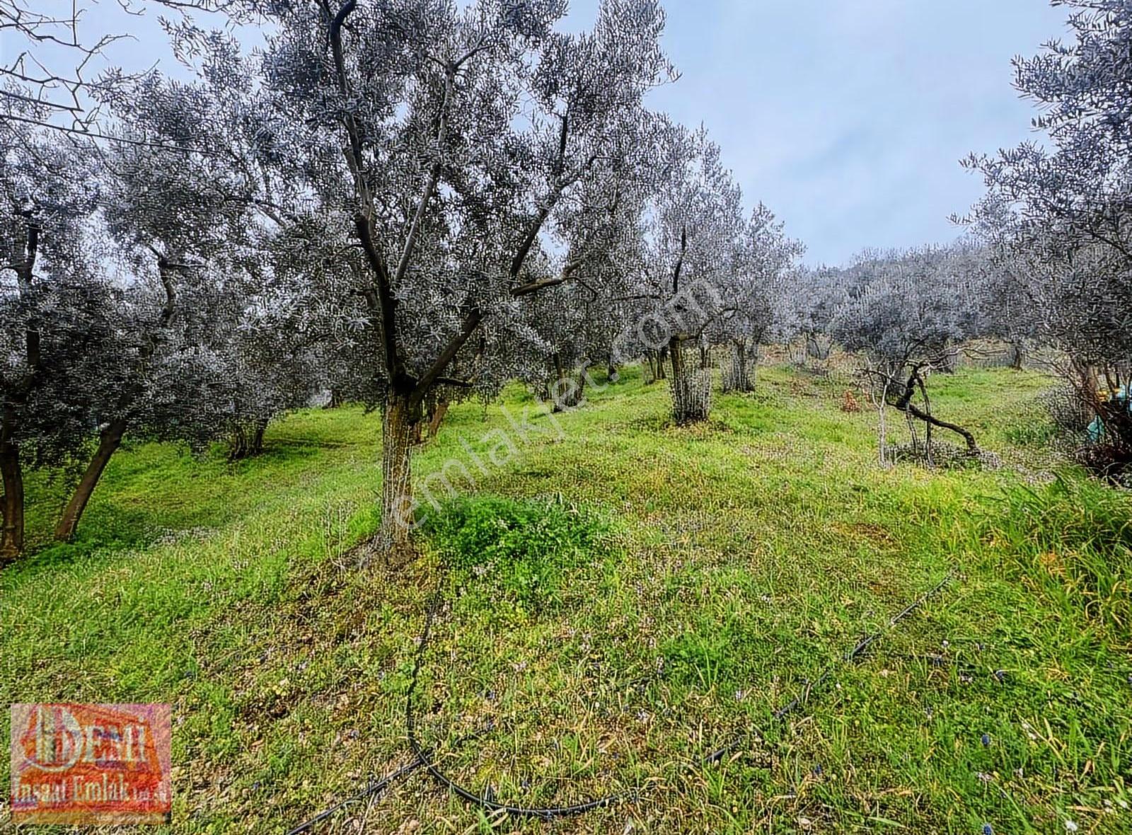 İznik Müşküle Mahallesinde 10.000 M² Zeytinlik - Görsel 15