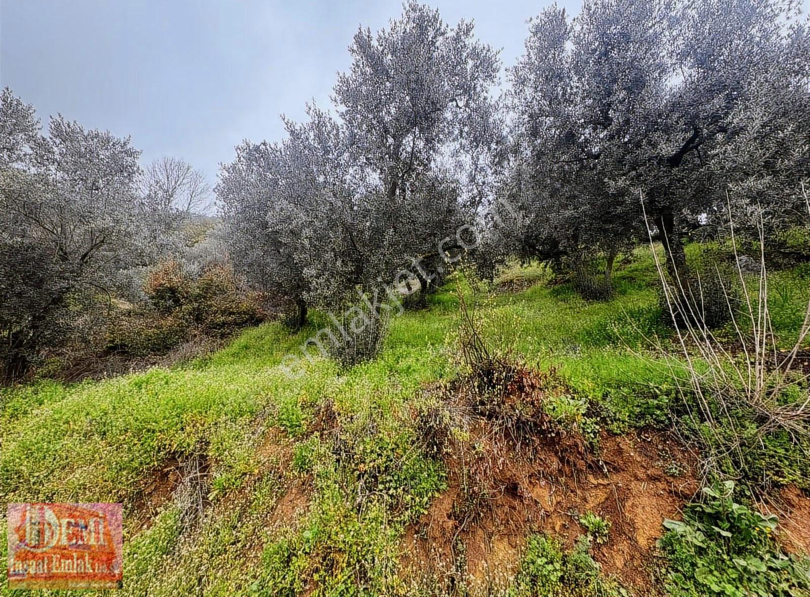 İznik Müşküle Mahallesinde 10.000 M² Zeytinlik - Görsel 21