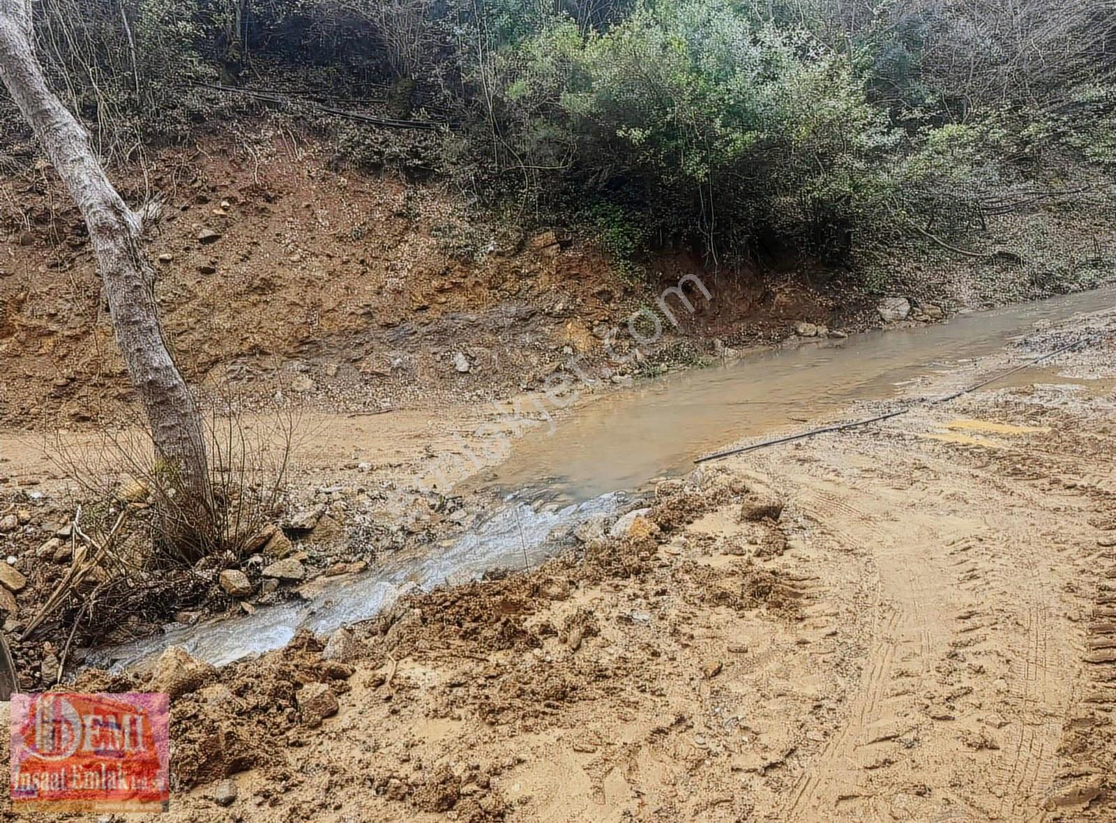 İznik Müşküle Mahallesinde 10.000 M² Zeytinlik - Görsel 3