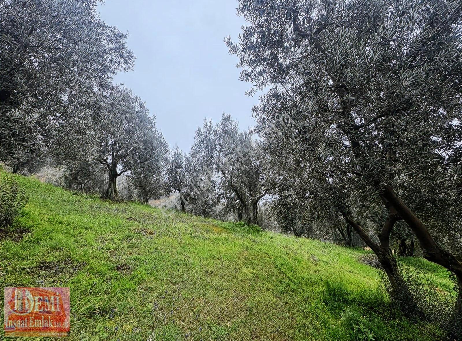 İznik Müşküle Mahallesinde 10.000 M² Zeytinlik - Görsel 29
