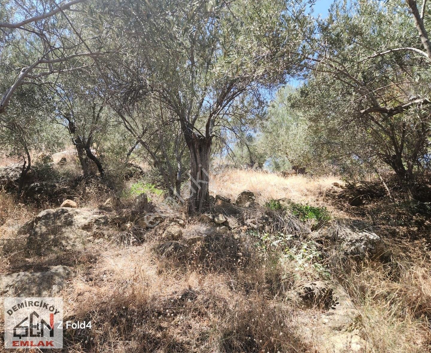 Deniz Ve Doğa Manzaralı Yola Cepheli Zeytinlik - Görsel 17