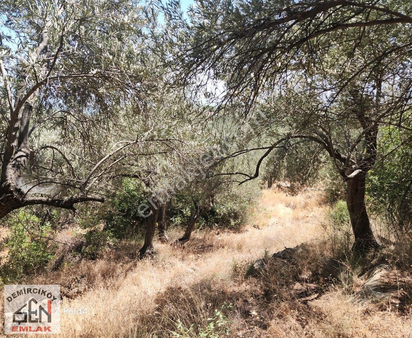 Deniz Ve Doğa Manzaralı Yola Cepheli Zeytinlik - Görsel 5