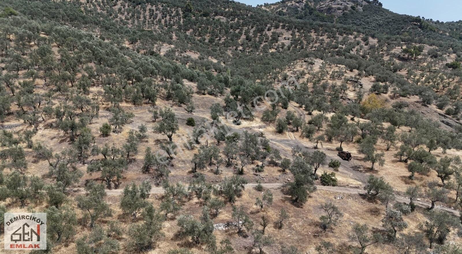 Altınoluk Doyran Köyünde Deniz Manzaralı Zeytinlik - Görsel 19