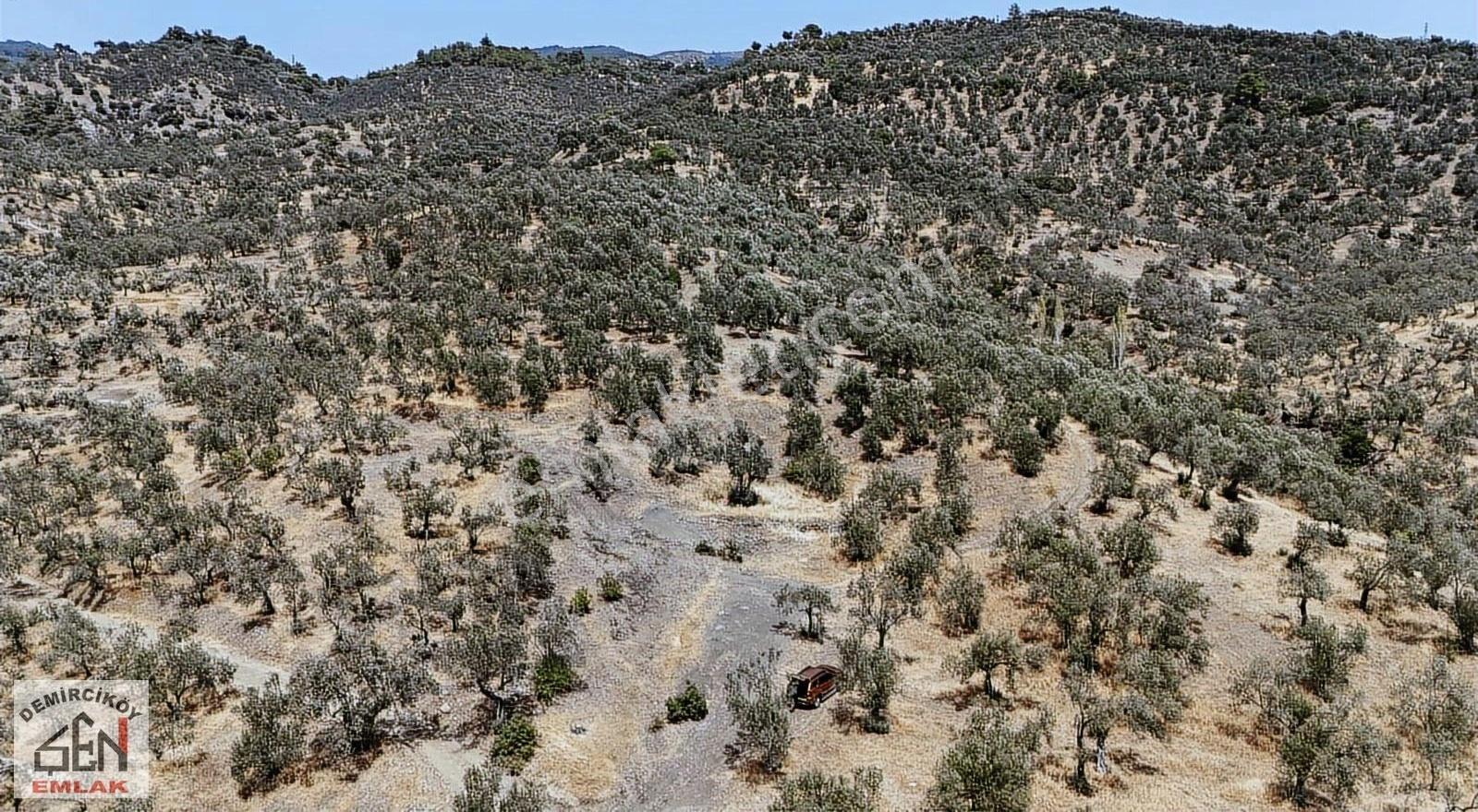 Altınoluk Doyran Köyünde Deniz Manzaralı Zeytinlik - Görsel 35