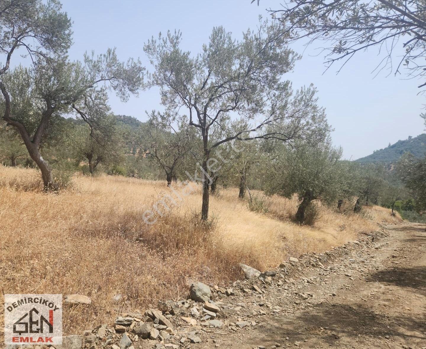 Altınoluk Doyran Köyünde Deniz Manzaralı Zeytinlik - Görsel 5