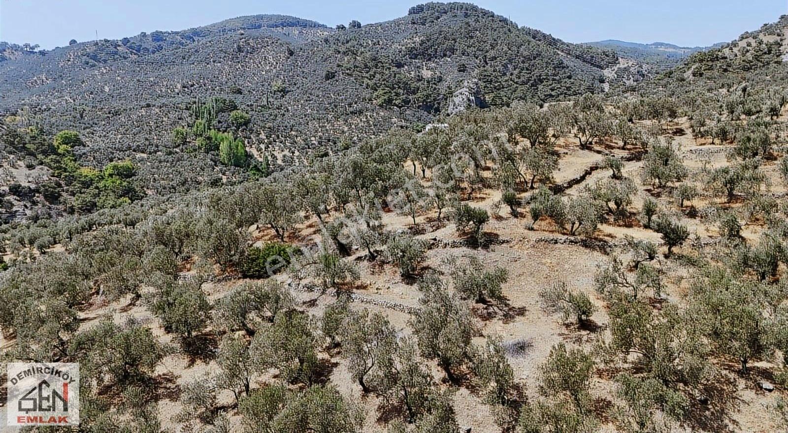 Altınoluk Doyran Köyünde Deniz Manzaralı Zeytinlik - Görsel 21