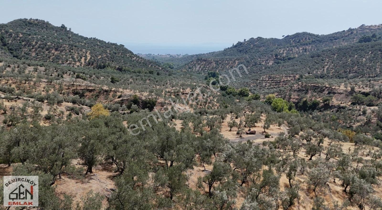 Altınoluk Doyran Köyünde Deniz Manzaralı Zeytinlik