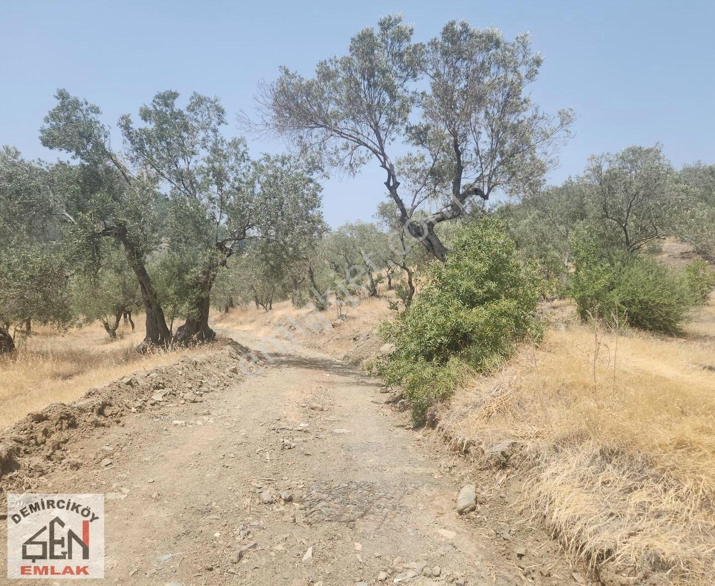 Altınoluk Doyran Köyünde Deniz Manzaralı Zeytinlik - Görsel 3