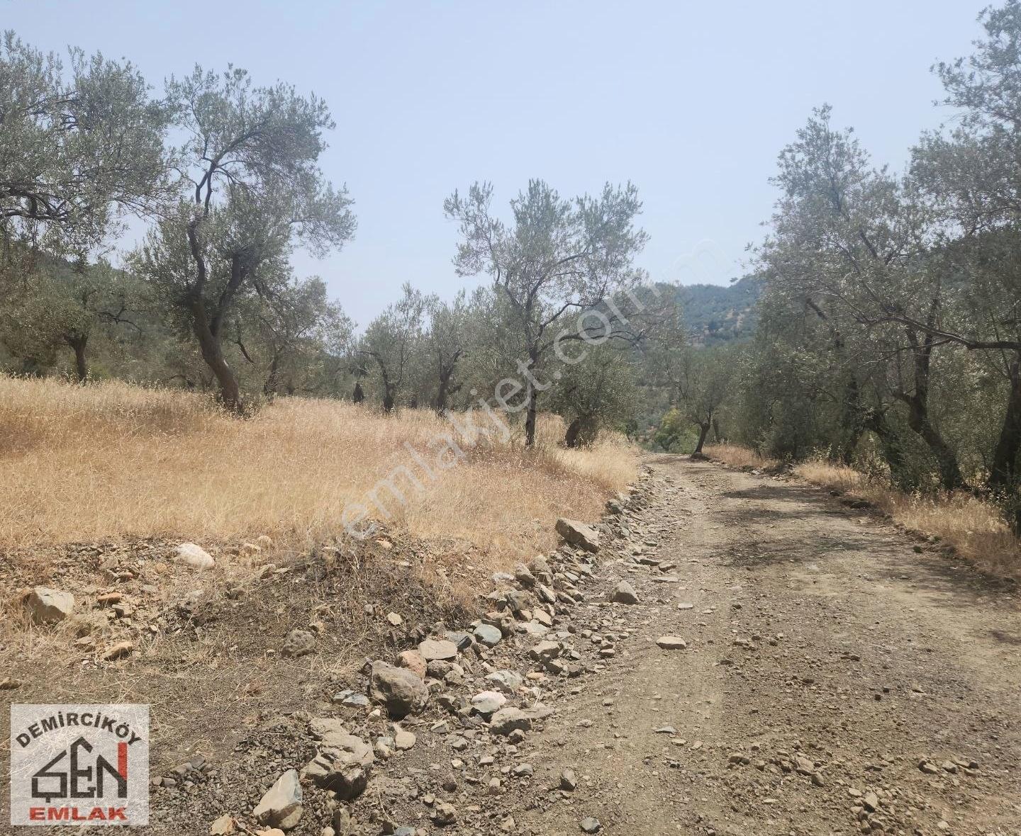 Altınoluk Doyran Köyünde Deniz Manzaralı Zeytinlik - Görsel 10