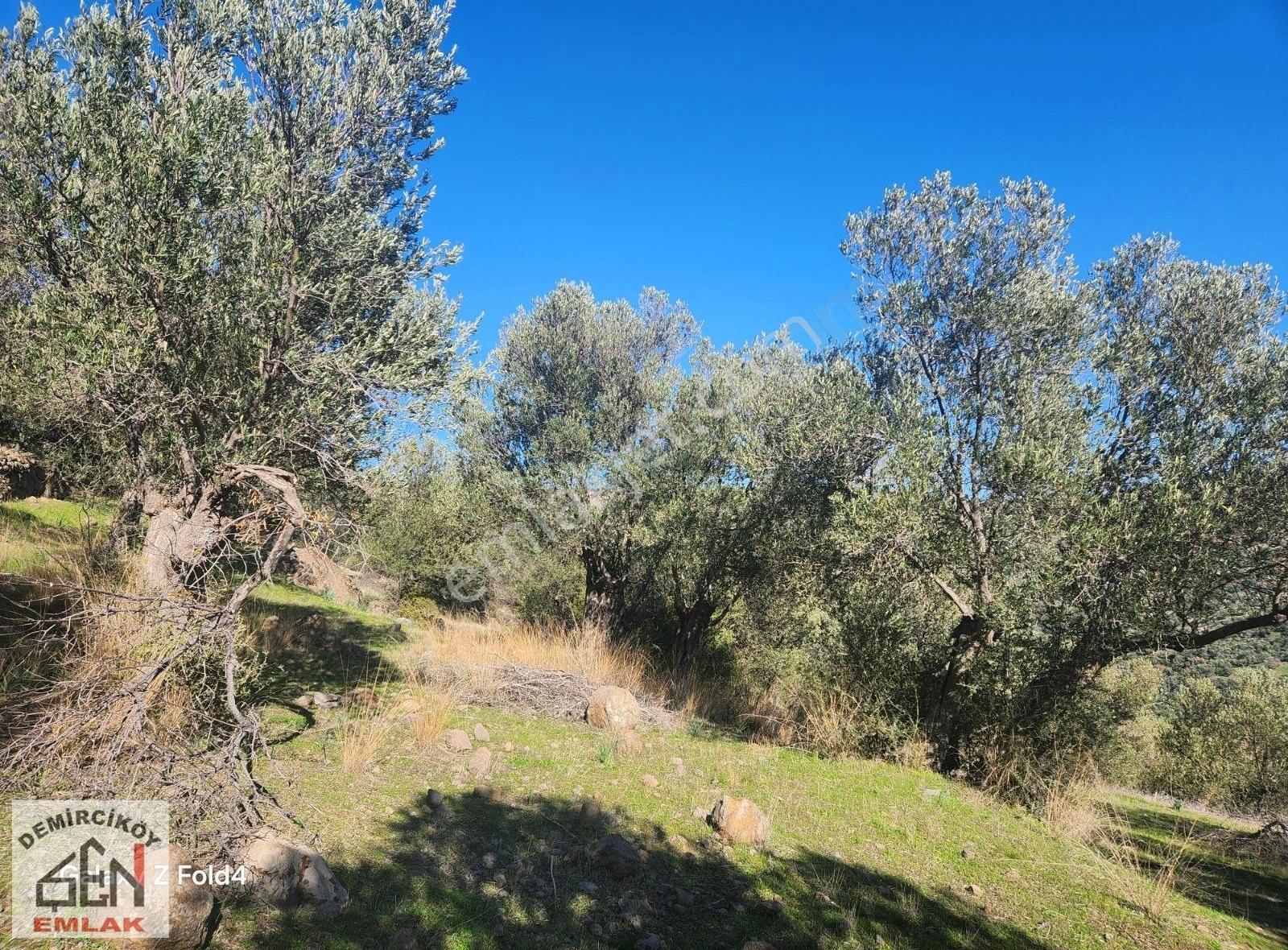 Ayvacık Koyunevi' Nde Deniz Manzaraı Zeytinlik - Görsel 13