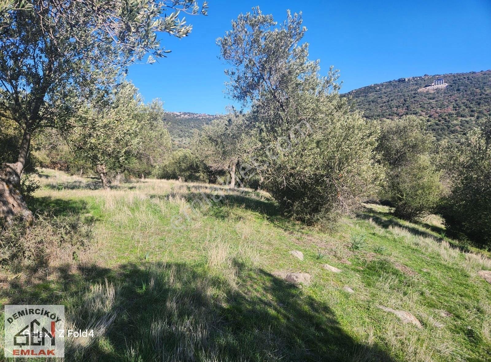 Ayvacık Koyunevi' Nde Deniz Manzaraı Zeytinlik - Görsel 6